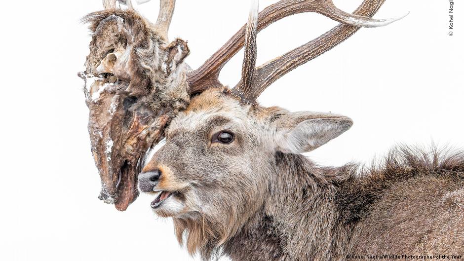 Nominada a mejor foto del año: la impresionante imagen de un ciervo cargando la cabeza putrefacta de su rival
