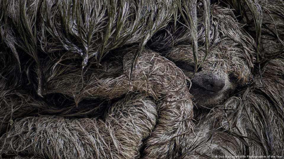 Una perezosa de tres dedos protegió a su cría de la lluvia torrencial en Costa Rica.