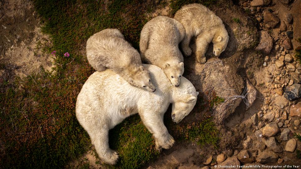Una osa polar y sus tres crías descansaron sobre suelo desnudo en Canadá, evidencia de la pérdida del hielo marino.