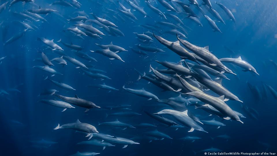 Una agrupación masiva de delfines giradores condujo peces linterna hacia la superficie frente a Costa Rica.