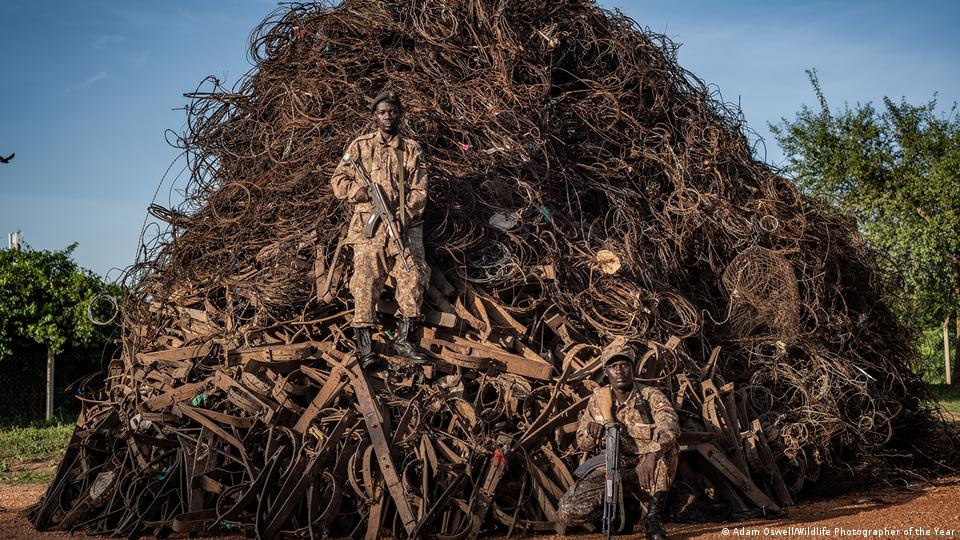 Miles de trampas ilegales confiscadas en Uganda evidenciaron la amenaza constante de la caza furtiva.