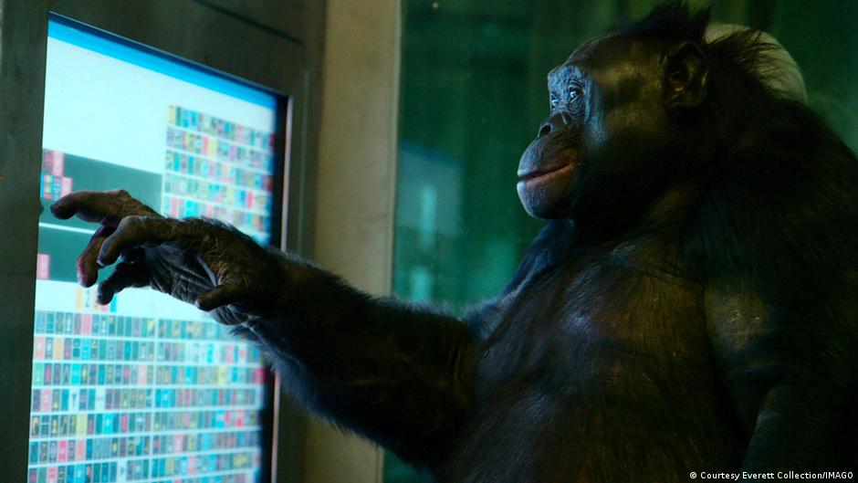 Kanzi, el bonobo que demostró que los simios tienen imaginación