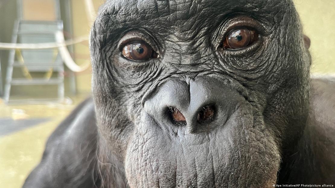 Kanzi, el bonobo que demostró capacidad de imaginación, falleció el 18 de marzo de 2025.