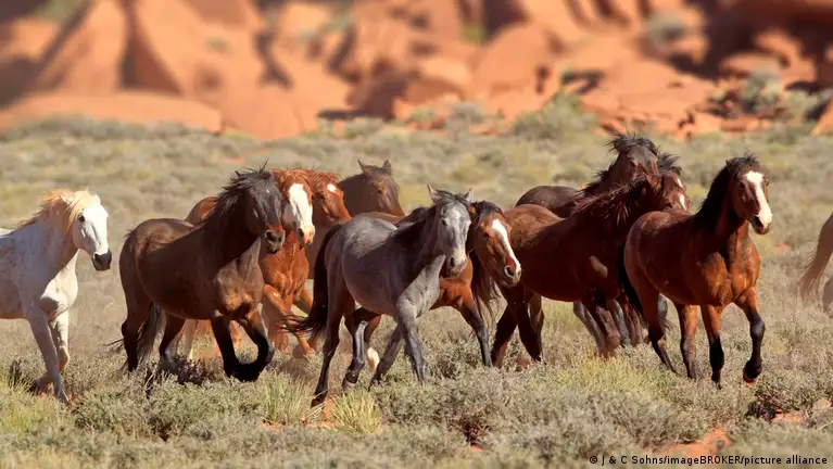 عملية طوارئ استثنائية.. نقل 147 خيلا جوًا من قطر إلى أوروبا