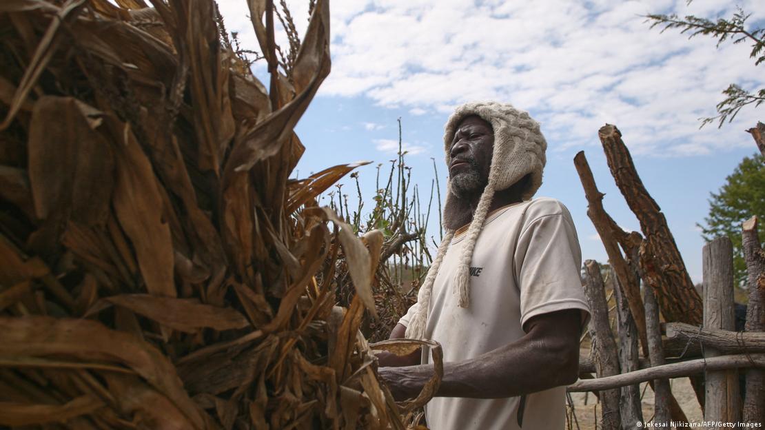 Um agricultor examina restos secos de uma plantação de milho fracassada em Mudzi, Zimbábue, em 2 de julho de 2024. Um agricultor examina restos secos de uma plantação de milho fracassada em Mudzi, Zimbábue, em 2 de julho de 2024.