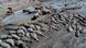 A large number of hippopotami are seen stranded in a dried-old section of the Okavango Delta in northern Botswana in April 2024 A large number of hippopotami are seen stranded in a dried-old section of the Okavango Delta in northern Botswana in April 2024