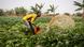 A farmworker spreads water using a container in the Lamingo Dam fields in Jos A farmworker spreads water using a container in the Lamingo Dam fields in Jos