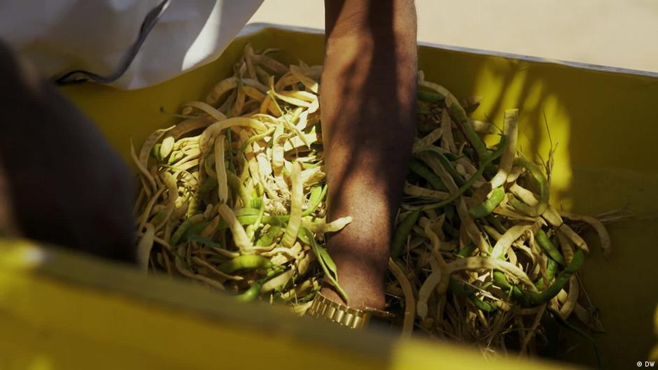 Somaliland village turns invasive tree to its advantage