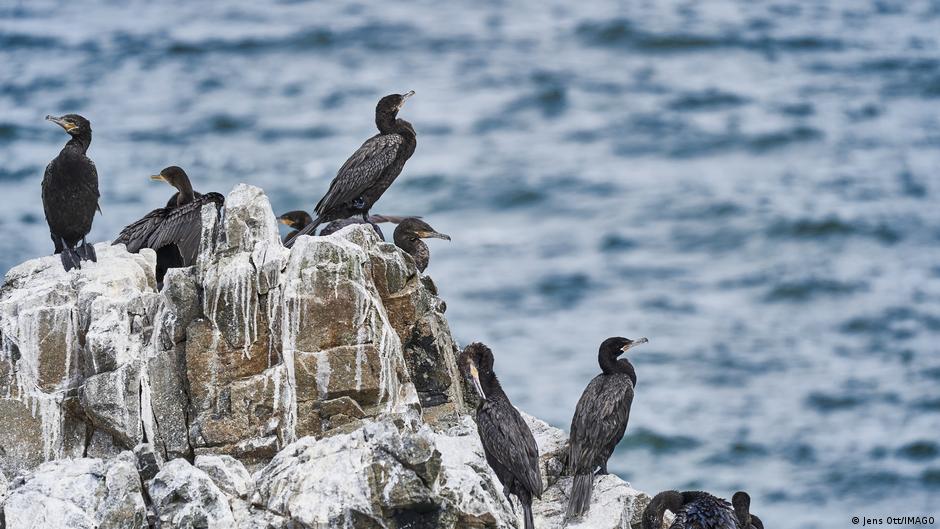 Antigua cultura preinca se hizo poderosa e influyente gracias al excremento de las aves marinas