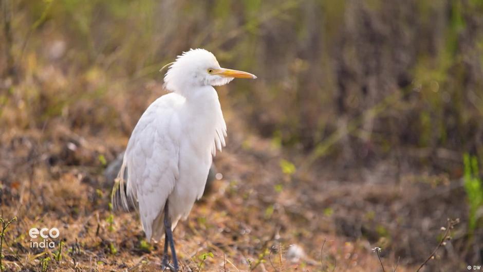 Can rewilding and reforestation help air pollution in India?