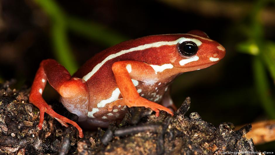 The frog poison that killed Alexei Navalny likely lab-made