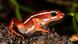 Dart frog (epipedobates tricolor) Dart frog (epipedobates tricolor)