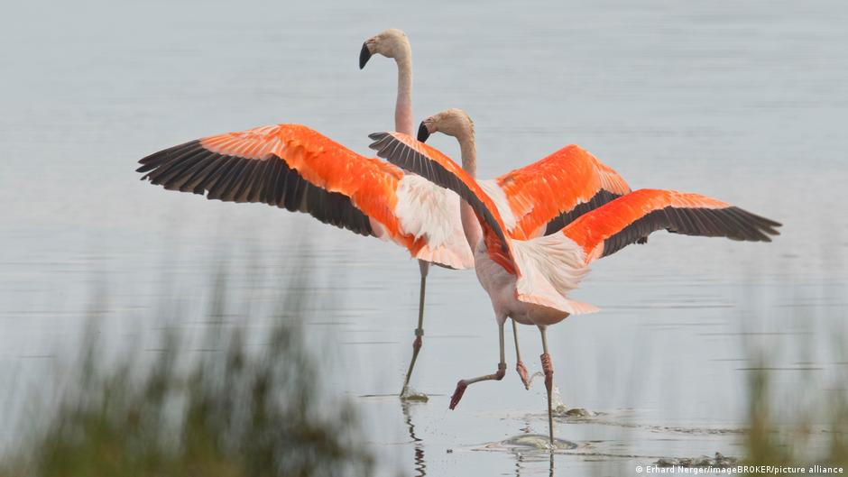 Дикие фламинго в Германии - где обитают и откуда появились?