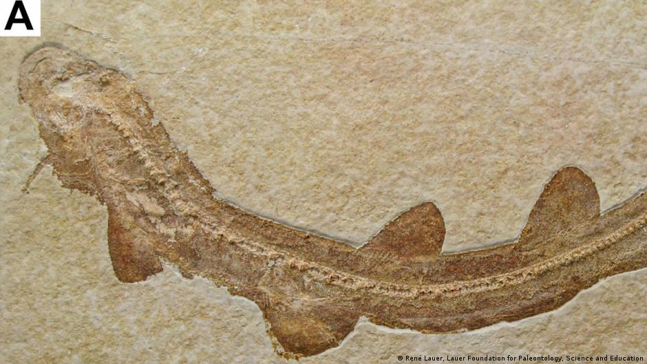 Pequeño tiburón prehistórico de Baviera desafía teorías evolutivas
