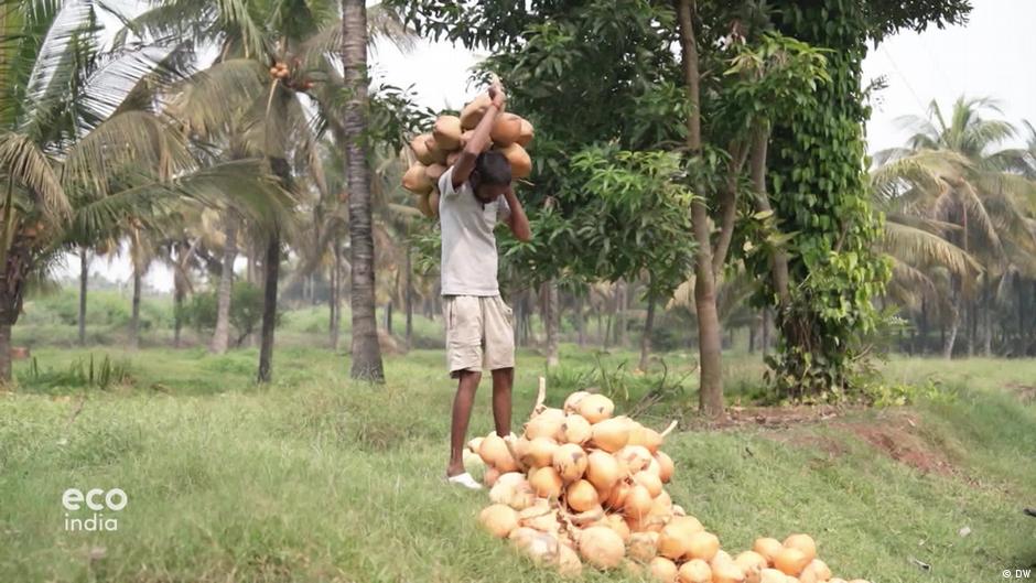 India’s coconut capital seeks solutions to climate crisis