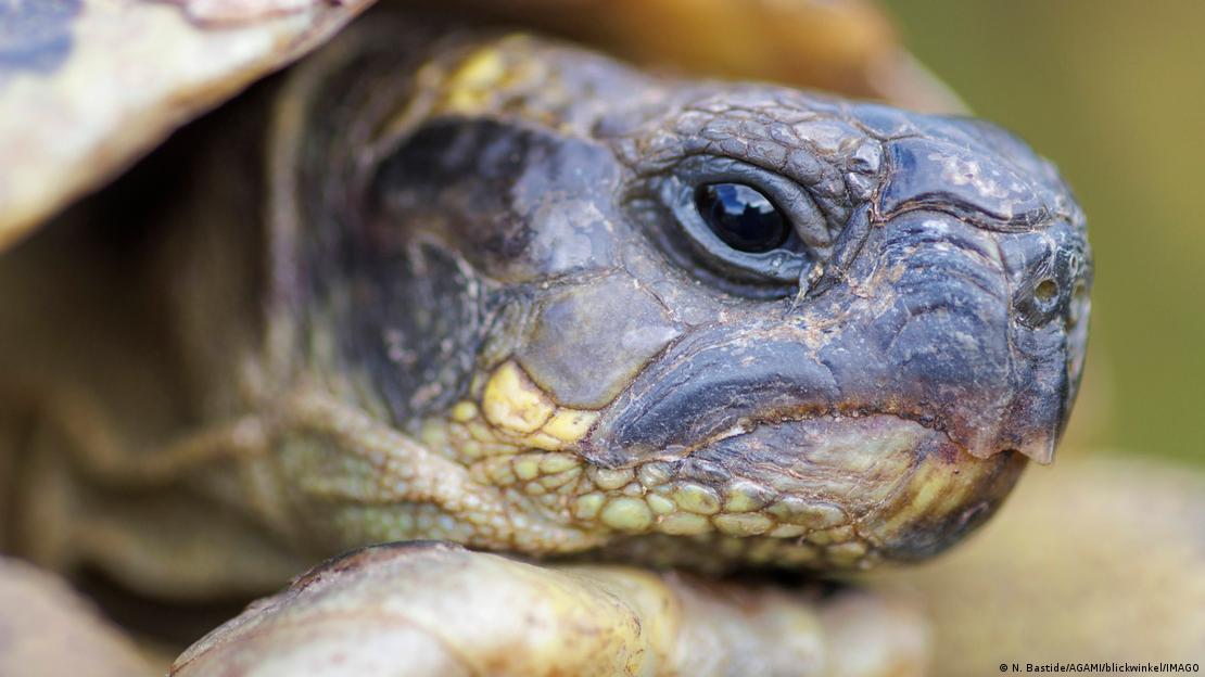 “Suicidio demográfico”: el acoso de los machos amenaza a una población de tortugas en los Balcanes.