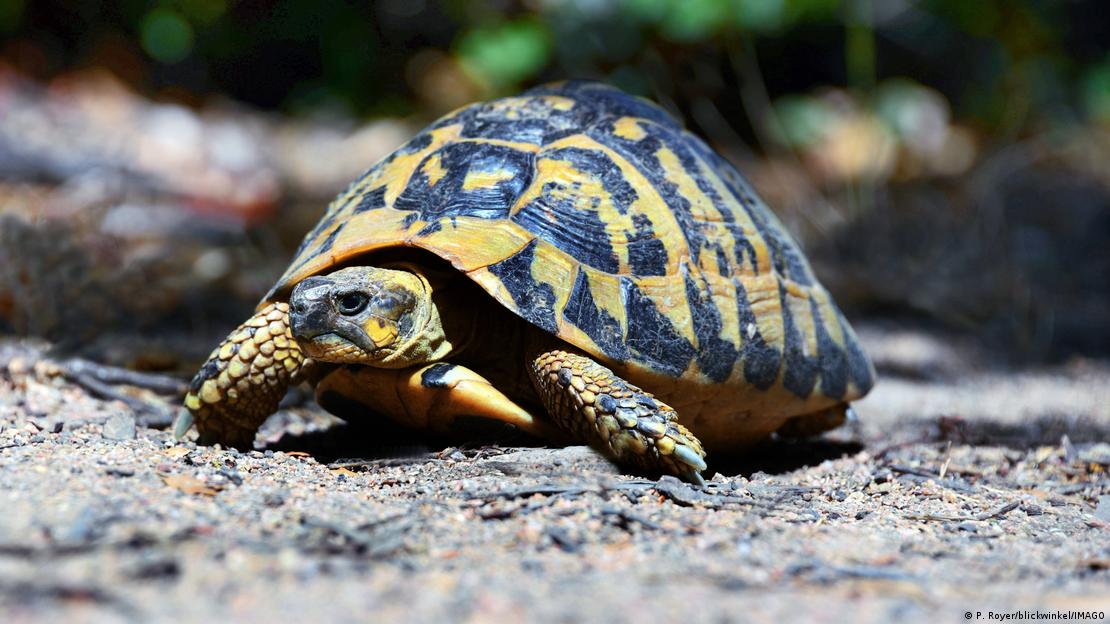Un desequilibrio extremo de sexos empuja a la extinción a las tortugas de Golem Grad, en Macedonia del Norte.