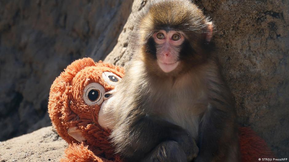 Abandoned baby monkey finds new friend