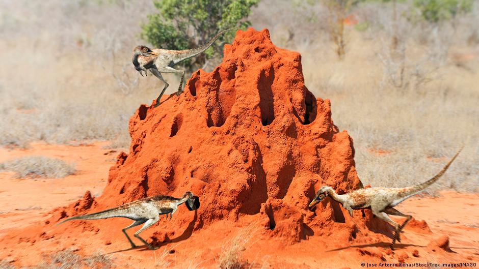 Encontrado en Argentina un "exquisito" esqueleto de dinosaurio