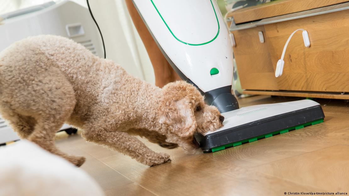 Perro trata de morder una aspiradora. Perro trata de morder una aspiradora.