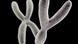 El cromosoma Y ha sido objeto de debate durante décadas, entre su historia evolutiva profunda y sus posibles efectos en la salud actual. El cromosoma Y ha sido objeto de debate durante décadas, entre su historia evolutiva profunda y sus posibles efectos en la salud actual.