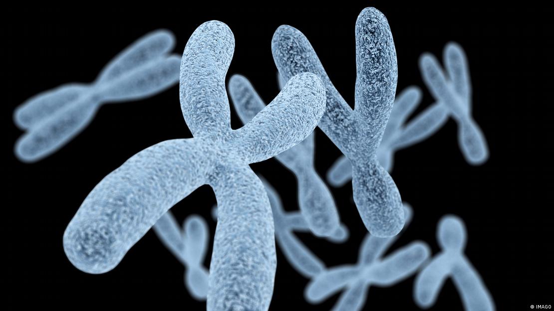 Los cromosomas humanos, incluida la pareja sexual X e Y, han evolucionado durante millones de años.