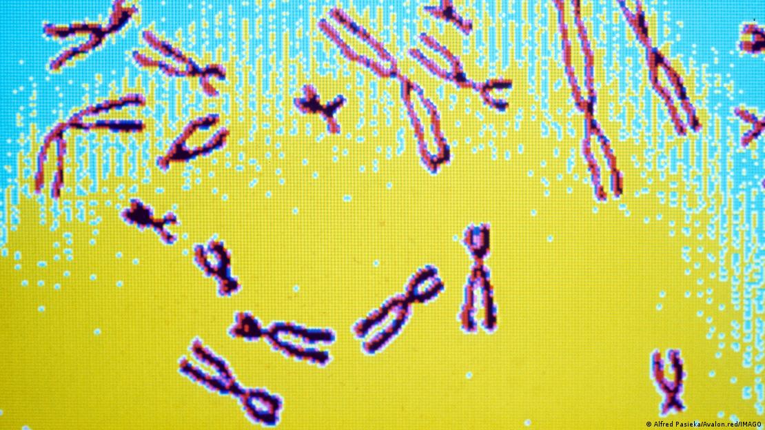 El cromosoma Y ha perdido la mayor parte de sus genes ancestrales a lo largo de unos 170–180 millones de años de evolución en mamíferos.