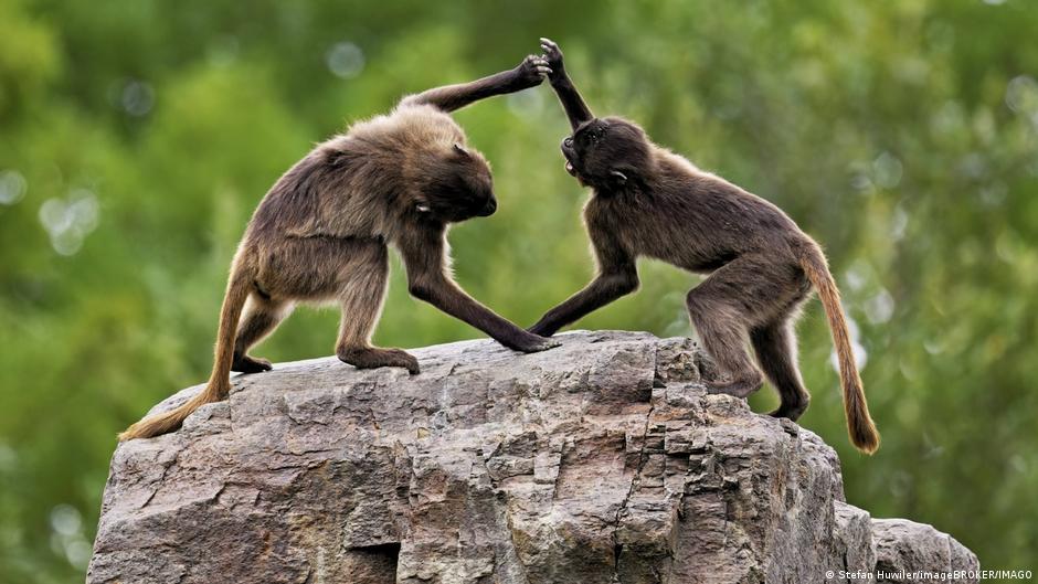 La rivalidad entre hermanos babuinos sugiere que los monos sienten celos como las personas