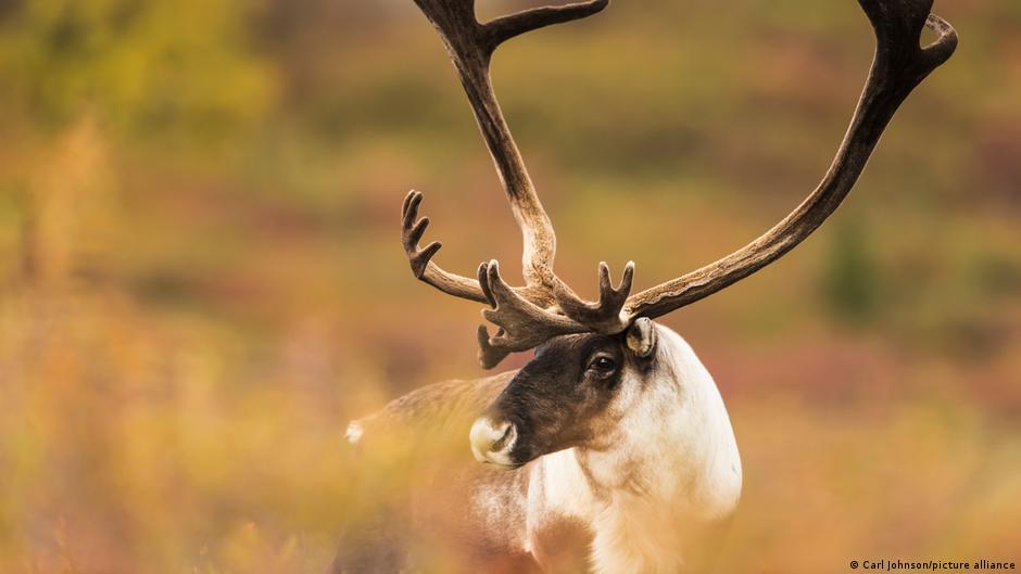 Los renos se comen sus cuernos por un motivo inesperado