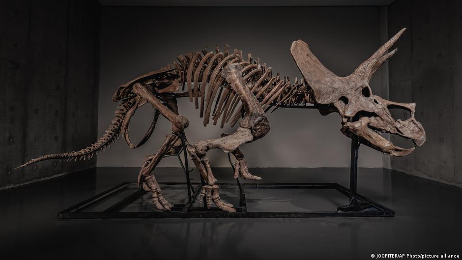 Un triceratops que fue de un museo de Wyoming saldrá a subasta este mes