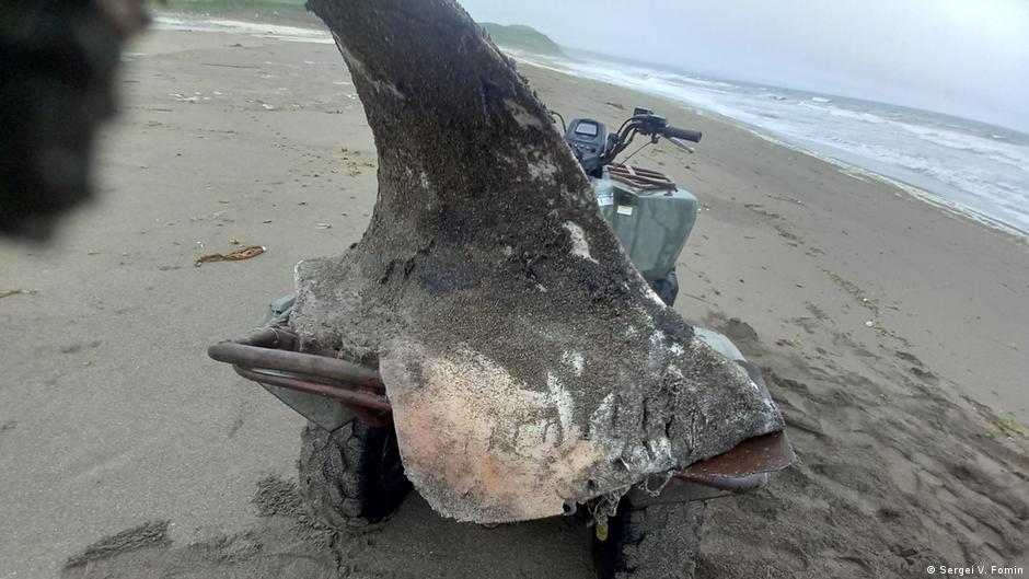 ¿Son las orcas caníbales? Hallazgo sugiere que las orcas podrían estar comiéndose entre sí