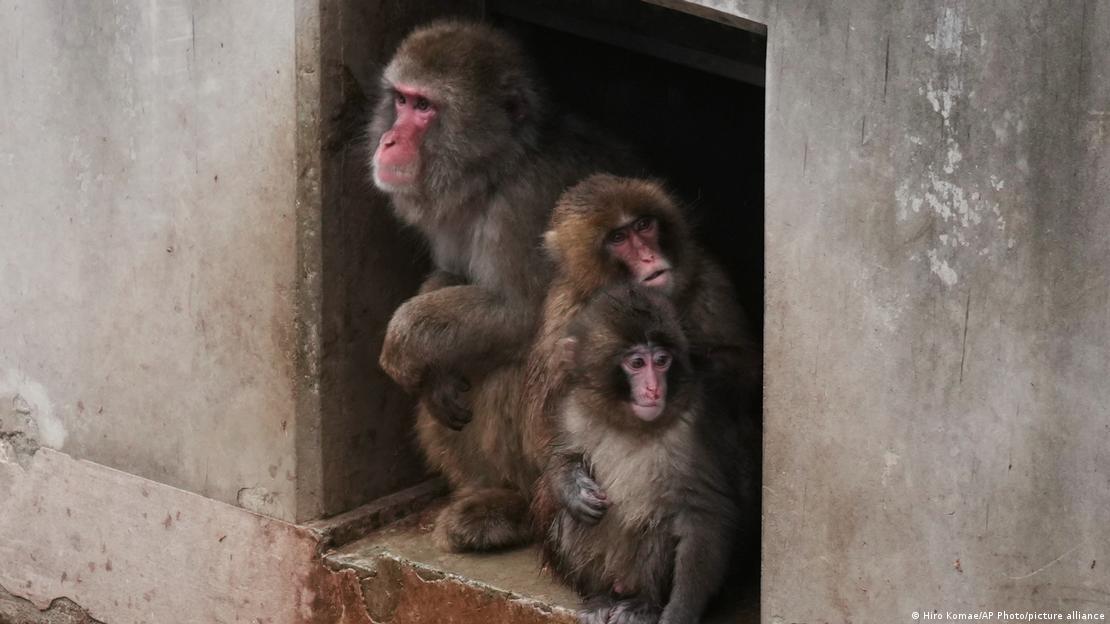 Los cuidadores del zoológico entrenaron a Punch con el peluche para que desarrollara el instinto de aferrarse, una habilidad esencial para los macacos recién nacidos.