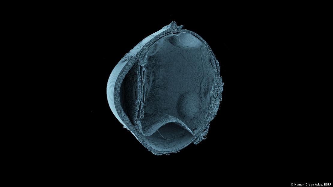 La tecnología sincrotrón del ESRF permitió explorar la estructura interna del ojo humano en tres dimensiones. La tecnología sincrotrón del ESRF permitió explorar la estructura interna del ojo humano en tres dimensiones.