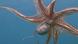Octopus swimming in clear ocean water with extended arms; marine wildlife scene for ocean documentaries and sustainable fishing topics. Octopus swimming in clear ocean water with extended arms; marine wildlife scene for ocean documentaries and sustainable fishing topics.