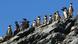 Un grupo de pingüinos de Humboldt en Chile. Un grupo de pingüinos de Humboldt en Chile.
