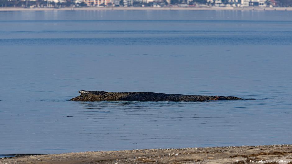 Wal strandet an Ostseeküste: Kann er gerettet werden?