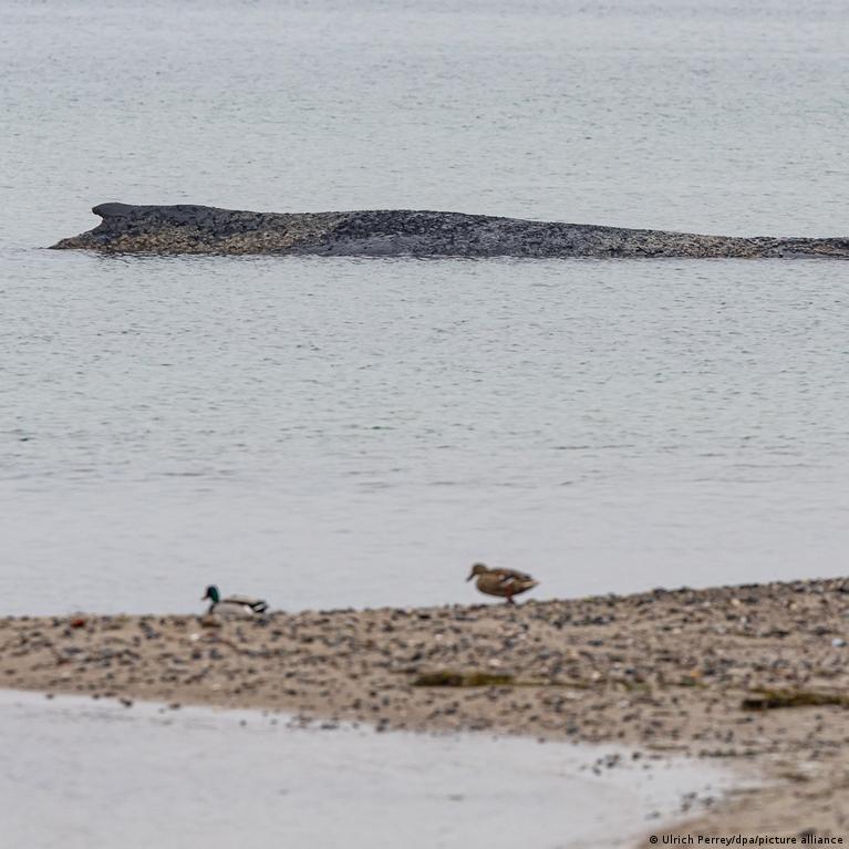 Concerns grow for stranded whale still stuck on German coast