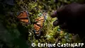 Monarch butterflies in Mexico: The great journey