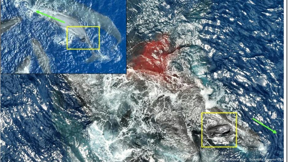 Científicos vieron nacer un cachalote. Lo que ocurrió después los sorprendió
