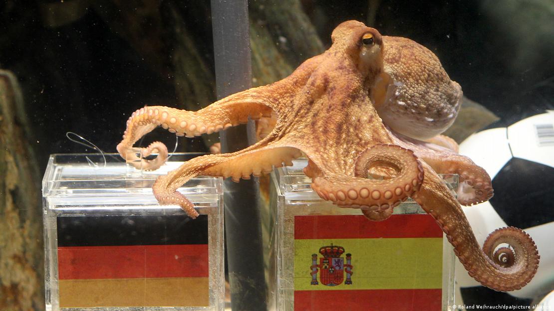 Paul el Pulpo, el oráculo futbolístico del acuario Sea Life en Oberhausen, nada en su tanque el 6 de julio de 2010. Sus cuidadores ponían un mejillón junto a la bandera de cada equipo. Ese día se decantó por el de la bandera de España, país que ganó a Alemania en las semifinales.