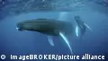 Bubble-net teamwork — how whales catch their lunch 