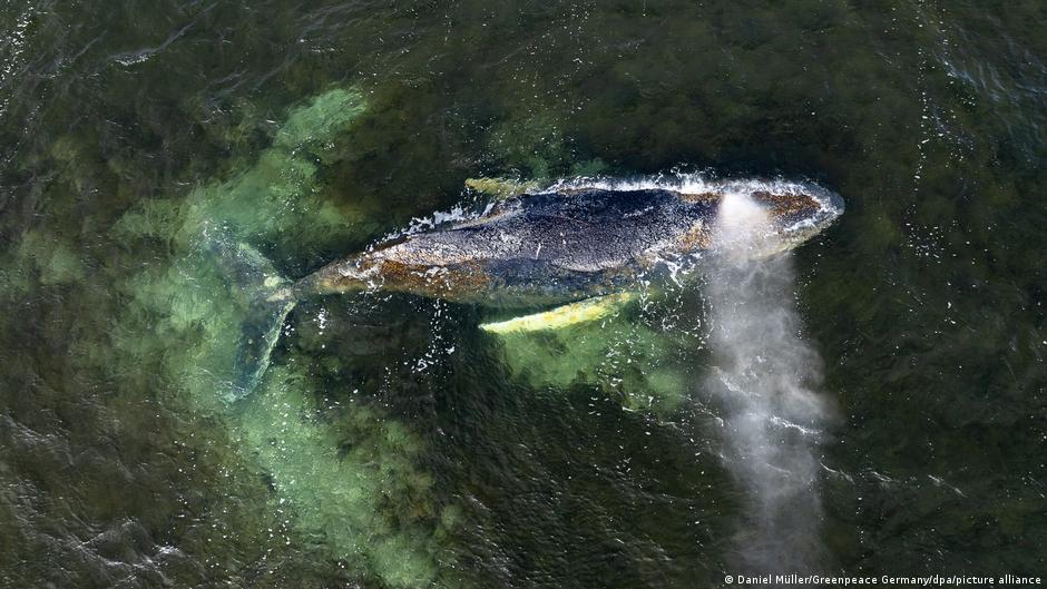 Haftalardır Baltık Denizi kıyılarında sürüklenen kambur balina için artık umut kalmadı...

Yetkililer kurtarma çalışmalarını sona erdirdi

