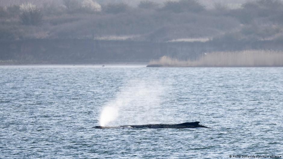 Горбатий кит, який опинився на мілководді Балтійського моря поблизу Вісмара, помирає, спроби його порятунку провалилися, заявив міністр довкілля землі Мекленбург-Передня Померанія Тілль Бакгаус.
