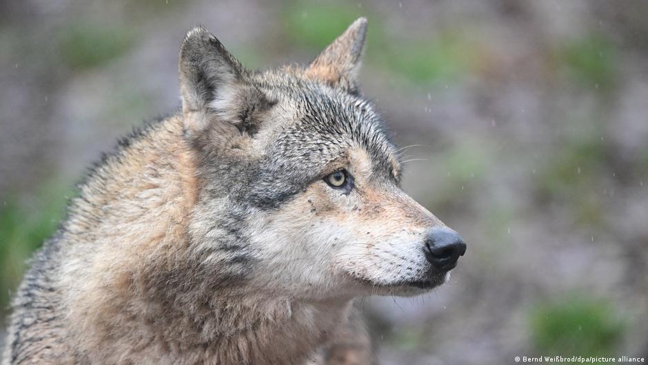 Hamburg. Wilk ugryzł kobietę