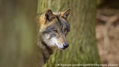 Wolf-Attacke in Hamburgs Innenstadt: Raubtier beißt Frau
