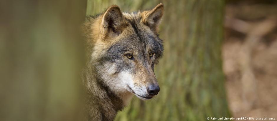 Após extinção no século 19, população de lobos voltou a crescer na Alemanha nas últimas décadas