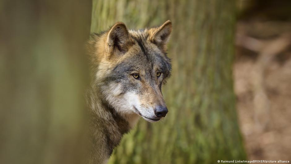 Germany: Wolf bites woman in Hamburg