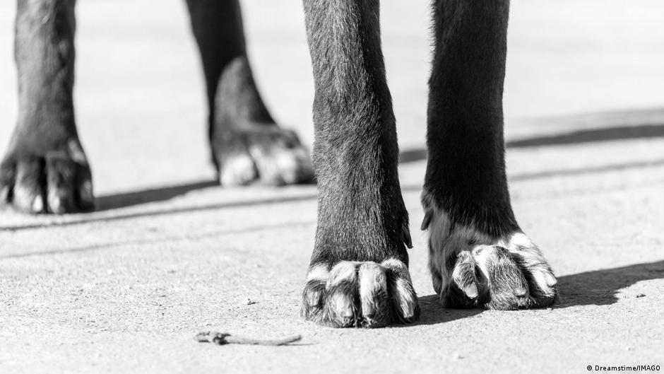 Australiano usó IA para salvar a su perro del cáncer