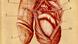 Anatomía del pene.