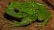 Rana Gastrotheca mittaliiti Rana Gastrotheca mittaliiti